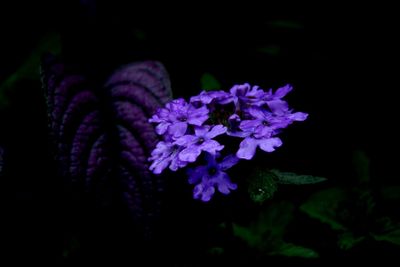 Close-up of purple flowers blooming outdoors