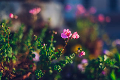 Close-up of pink flowering plants