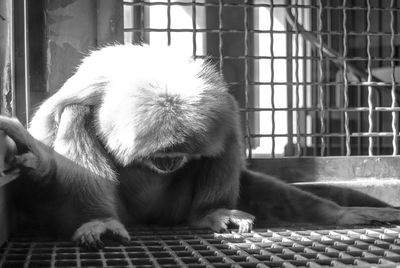 Close-up of dog sitting in cage