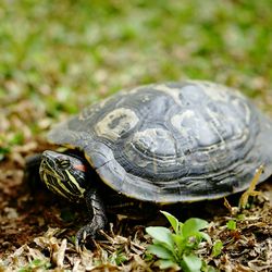 Close-up of turtle on field