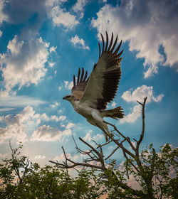 Low angle view of birds flying against sky