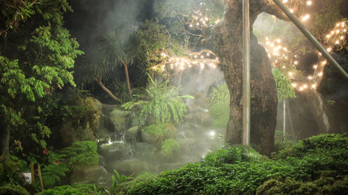 Scenic view of forest