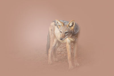 Portrait of a jackal