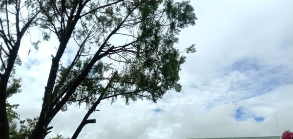 Low angle view of tree against sky