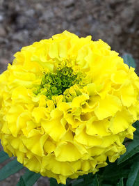 Close-up of yellow flower