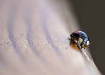 High angle view of ladybug