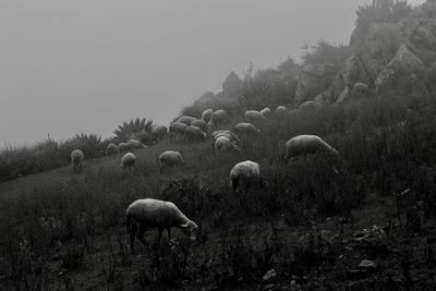 Flock of sheep grazing in field