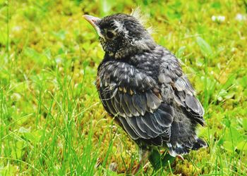 Close-up of owl perching on field