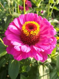 Close-up of pink flower blooming outdoors