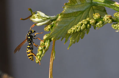 Close-up of insect on plant