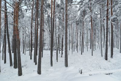 Pine trees in forest during winter