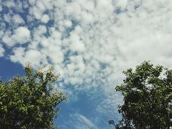 Low angle view of tree against sky