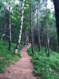 Footpath amidst trees in forest