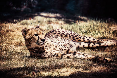 Close-up of a gepard on field