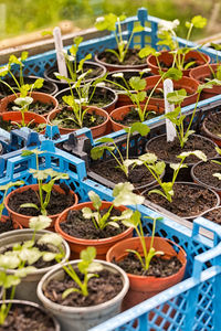 Potted plants in greenhouse