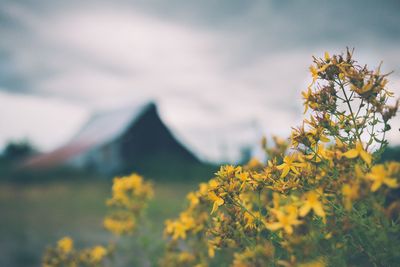 Low angle view of flowers against sky