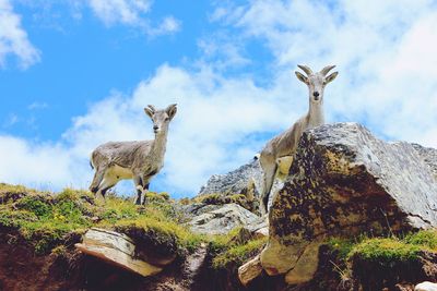 Low angle view of goats standing on rock against sky