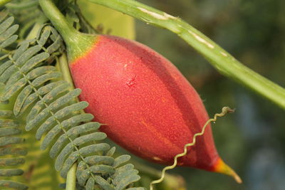 Close-up of plant