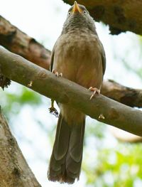 Close-up of bird perching on wall