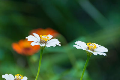 Close-up of white flowering plant