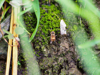 High angle view of horse on land