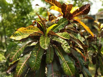 Close-up of green leaves on plant