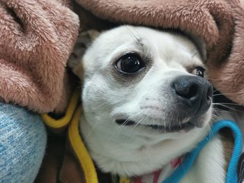 Close-up of puppy looking away