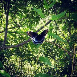 Low angle view of butterfly on tree