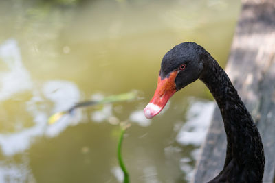 Close-up of swan swimming in lake