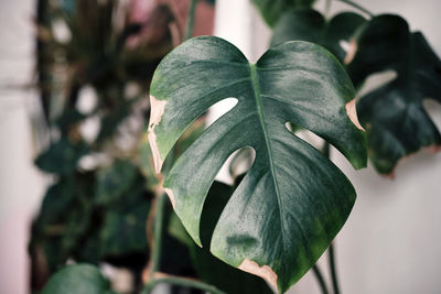 Close-up of potted plant leaves