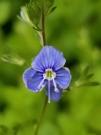 Close-up of purple flower blooming outdoors