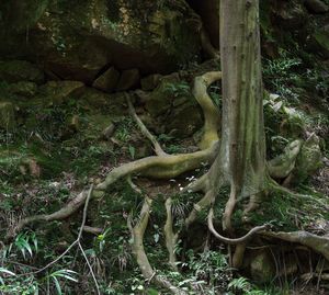 View of roots of tree trunk