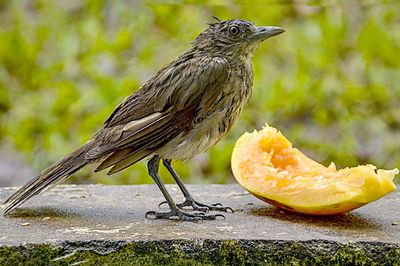 Bird perching on branch