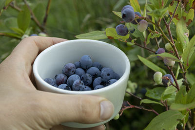 Close-up of hand holding fruits