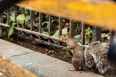 Close-up of squirrel on field