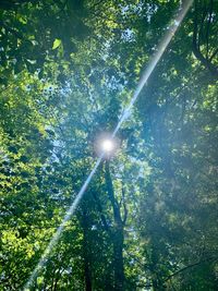 Low angle view of sunlight streaming through trees in forest