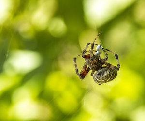 Close-up of spider on web