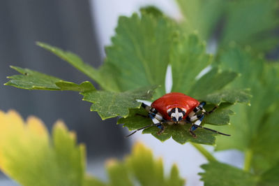 Close-up of insect on leaf