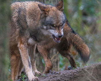 animal