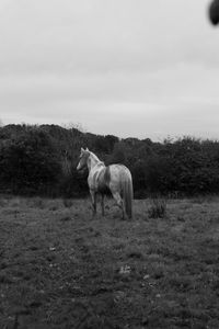 Horse in a field