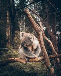 Squirrel sitting on tree branch