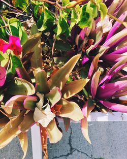 Close-up of pink flowers