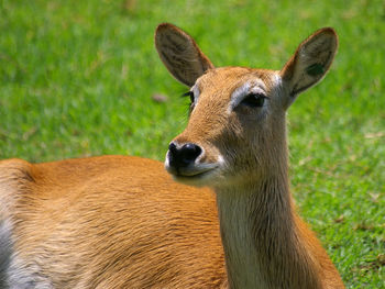 Close-up of deer on grassy field during sunny day