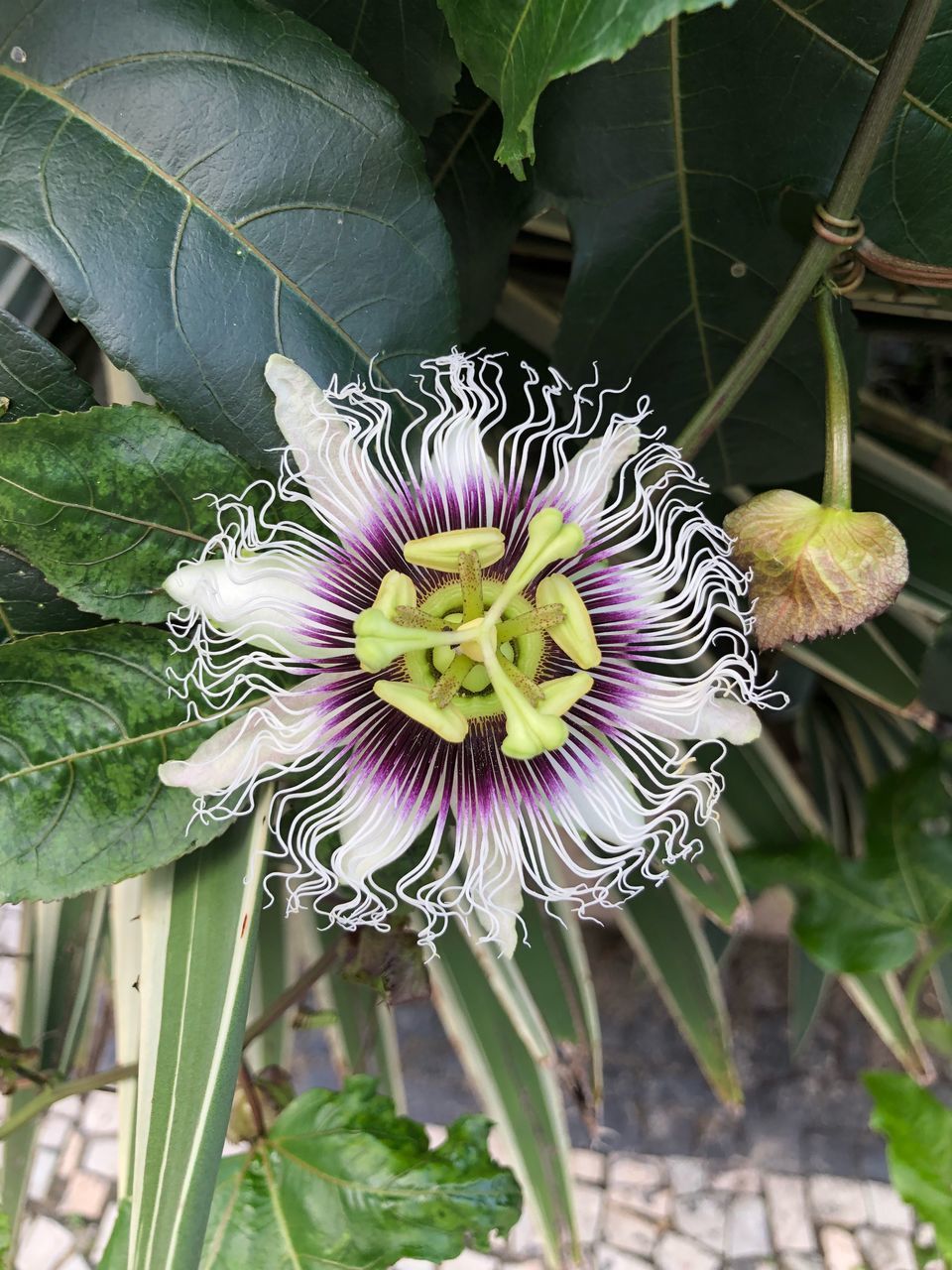 CLOSE-UP OF PURPLE FLOWER ON PLANT