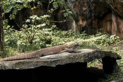 A komodo laying on the stone with green background