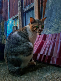 Cat looking away while sitting on window