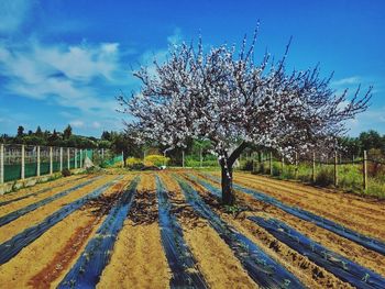 Cherry blossoms on field against sky