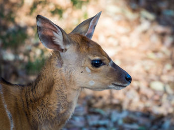 Close-up portrait of young nyala antelope in 
