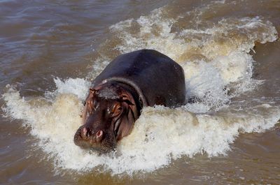Close-up of a hippopotamus in water
