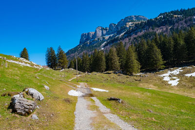 Scenic view of field against clear blue sky